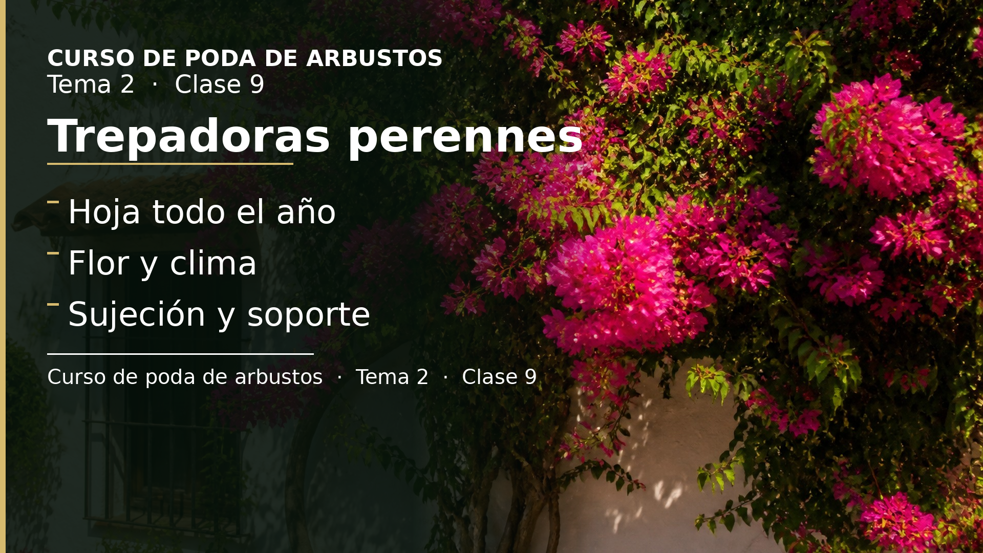 Diapositiva de la clase 9: Trepadoras perennes