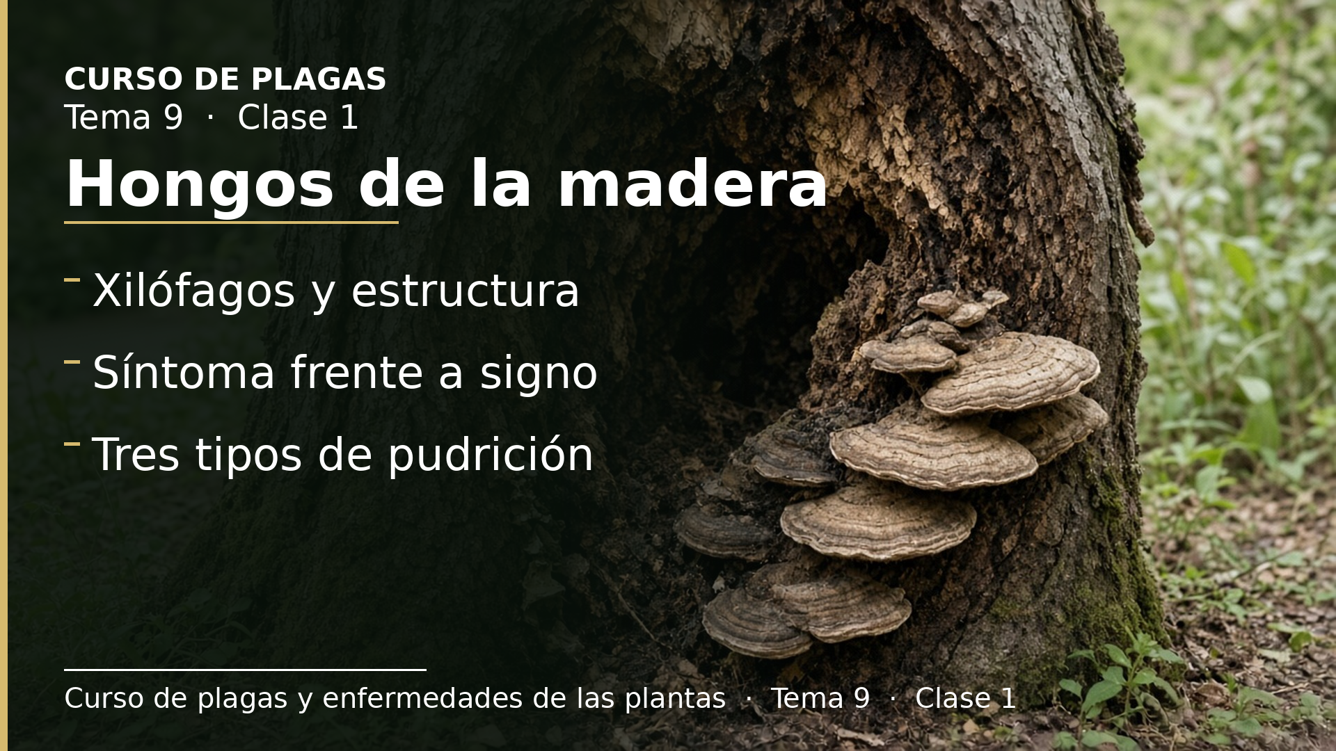 Diapositiva de la clase 1: Hongos de la madera