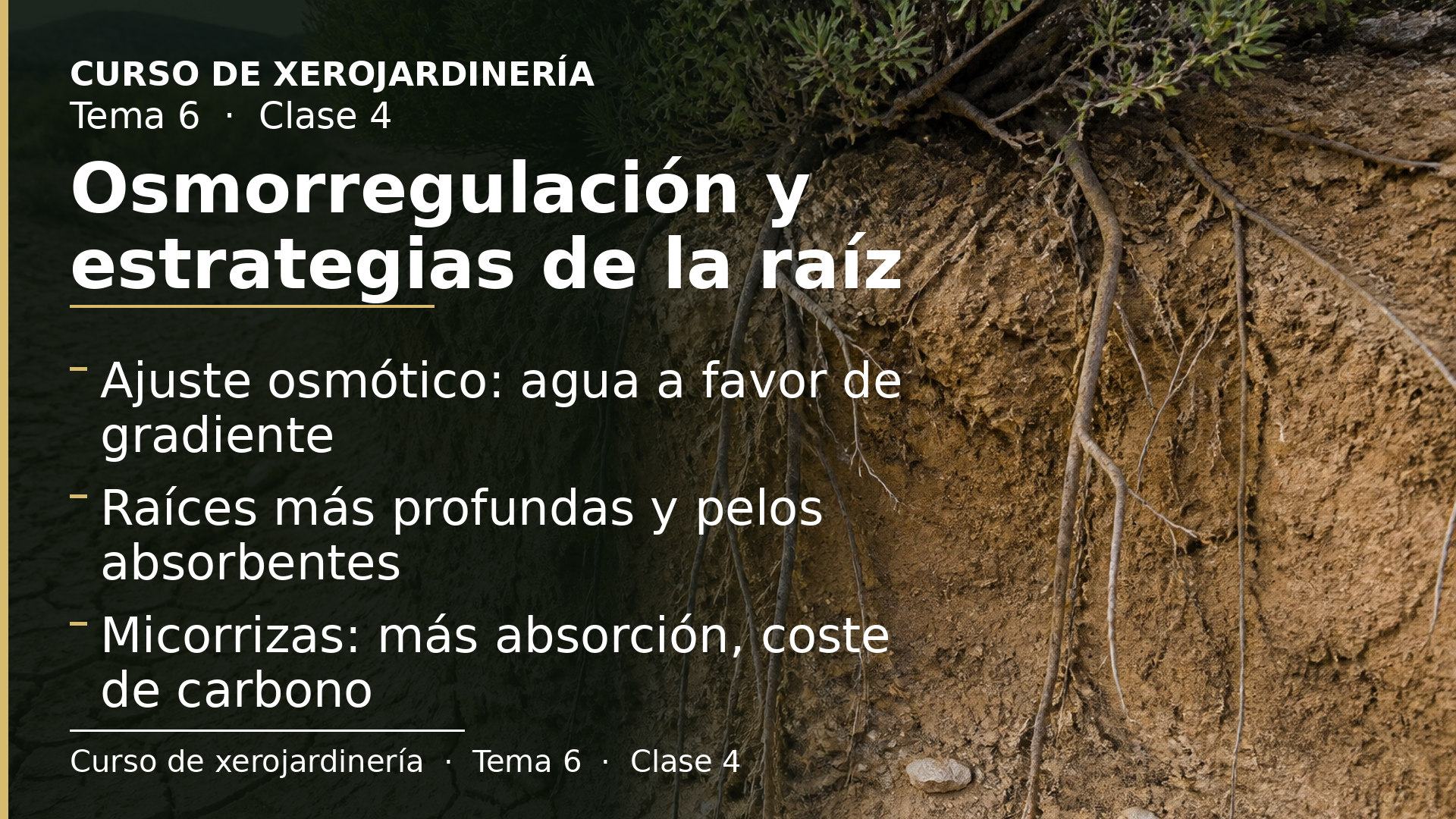 Diapositiva de la clase 4: Osmorregulación y estrategias de la raíz