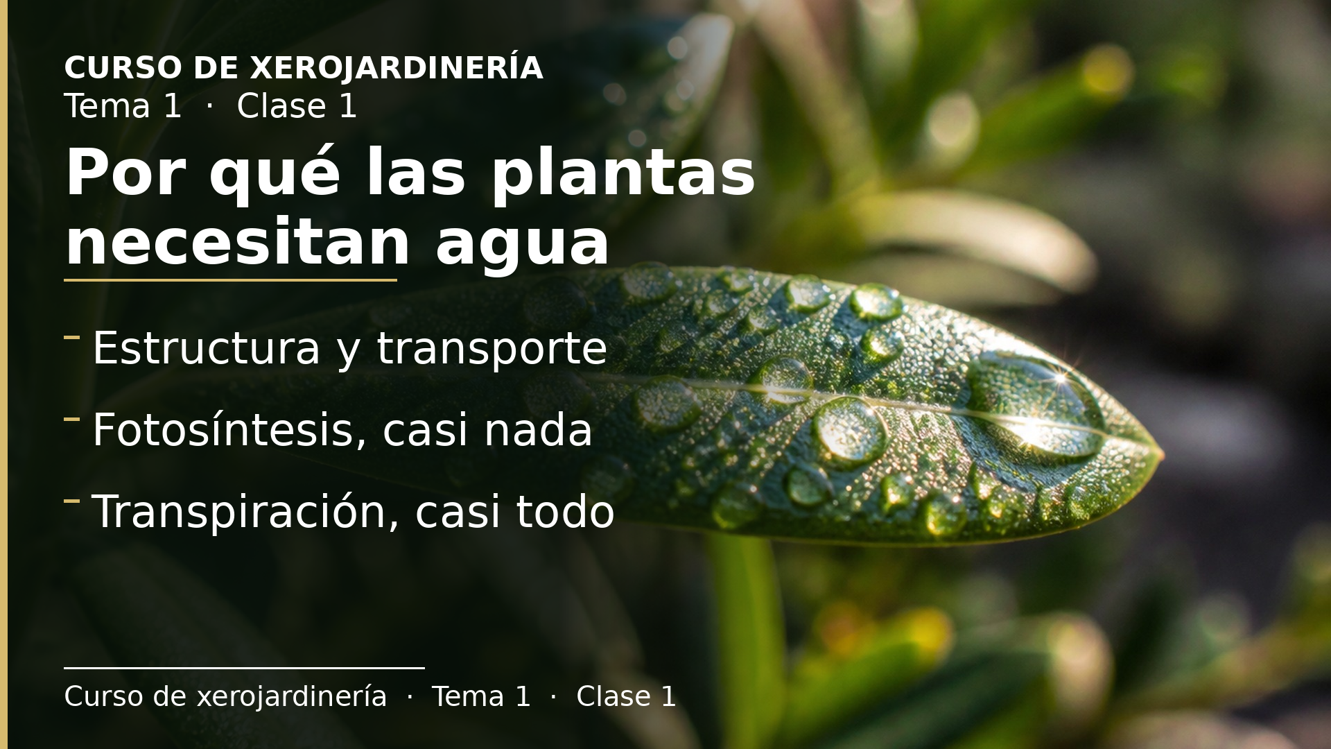 Diapositiva de la clase 1: Por qué las plantas necesitan agua