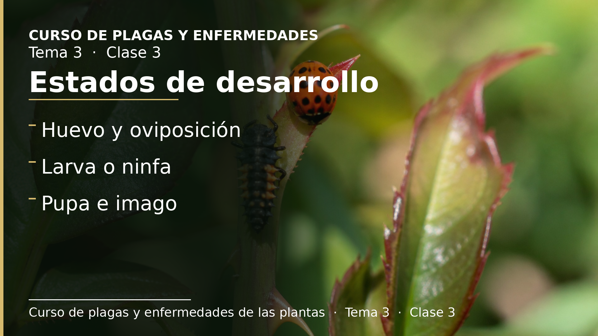 Diapositiva de la clase 3: Estados de desarrollo