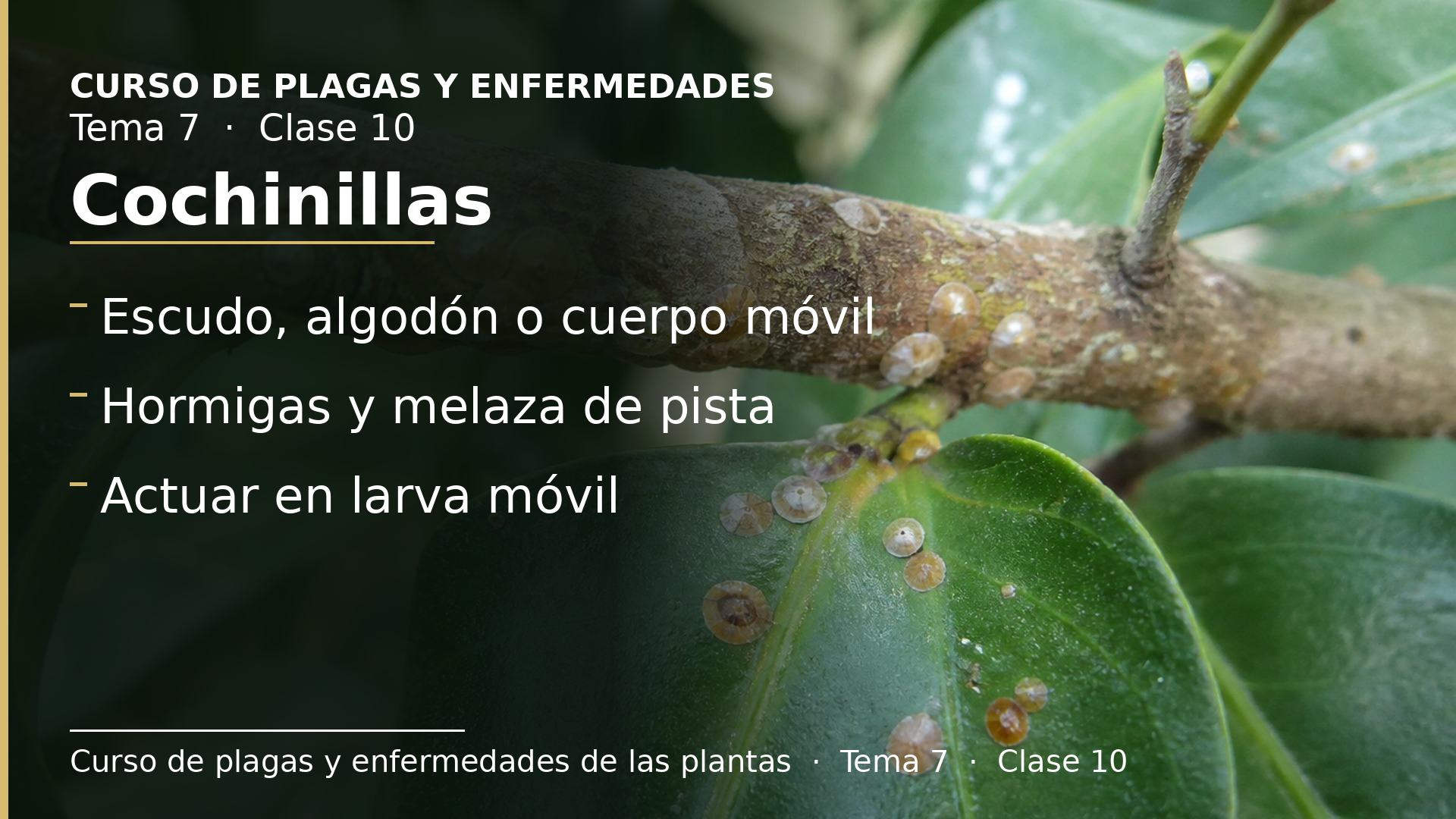 Diapositiva de la clase 10: Cochinillas