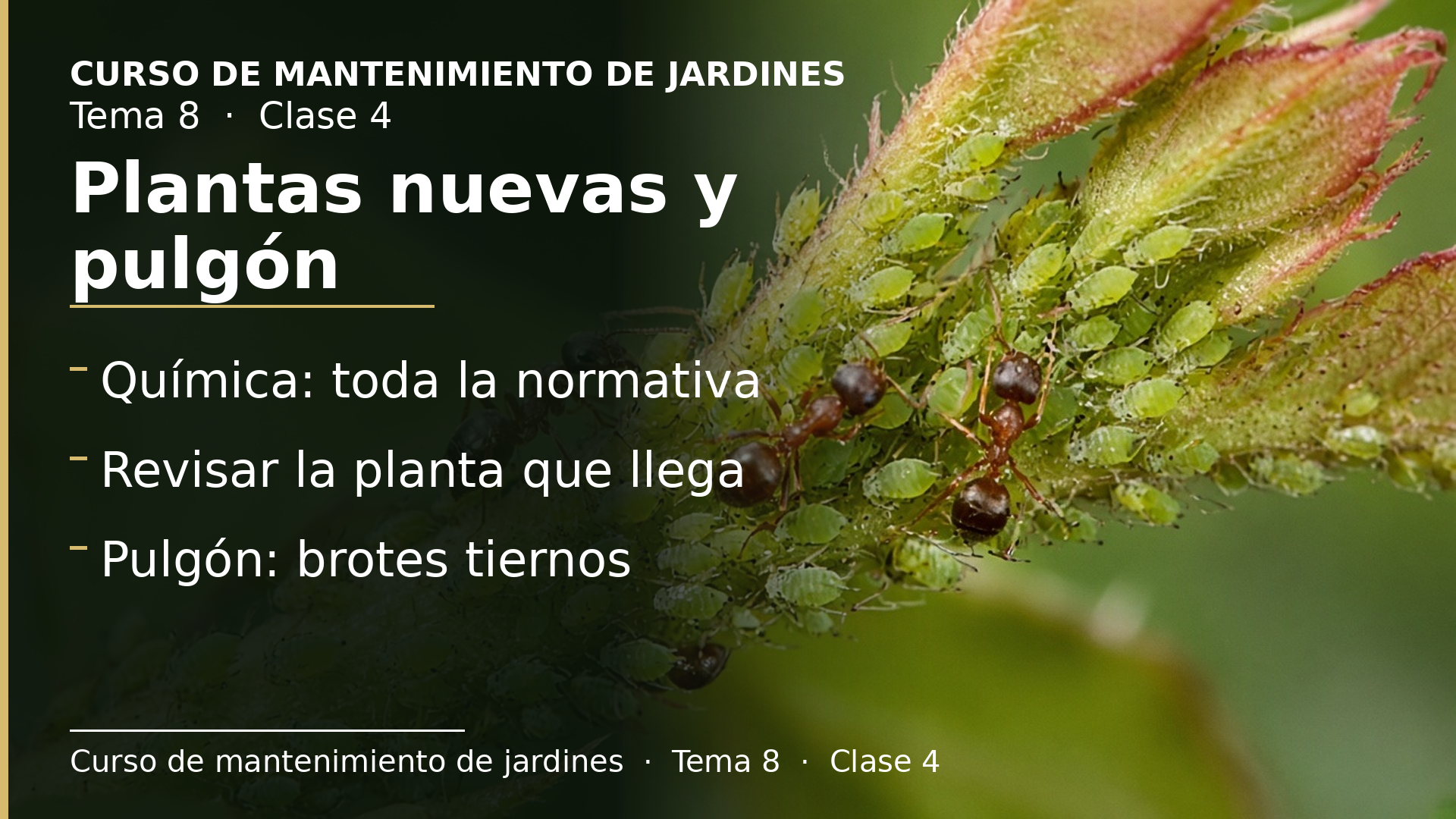 Diapositiva de la clase 4: Ojo con las plantas nuevas y el pulgón