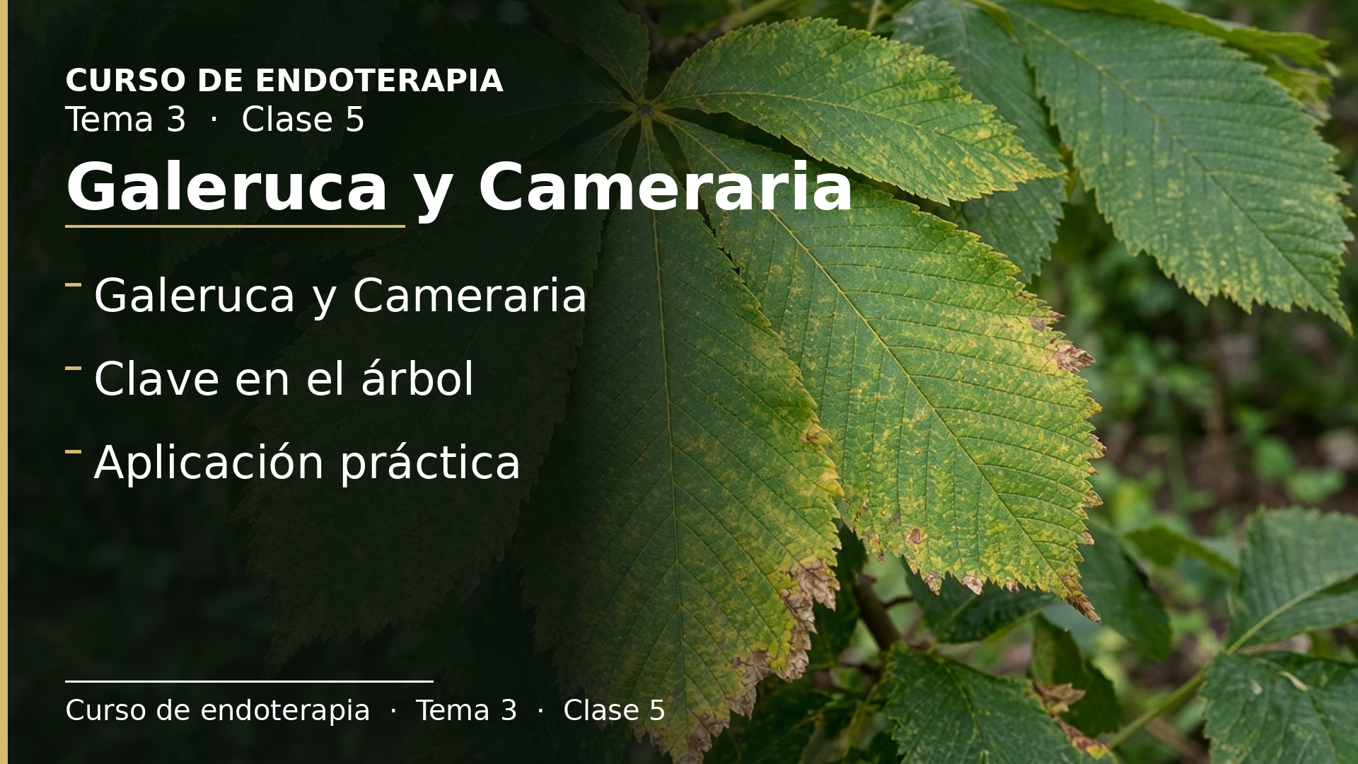 Diapositiva de la clase 5: Galeruca y Cameraria