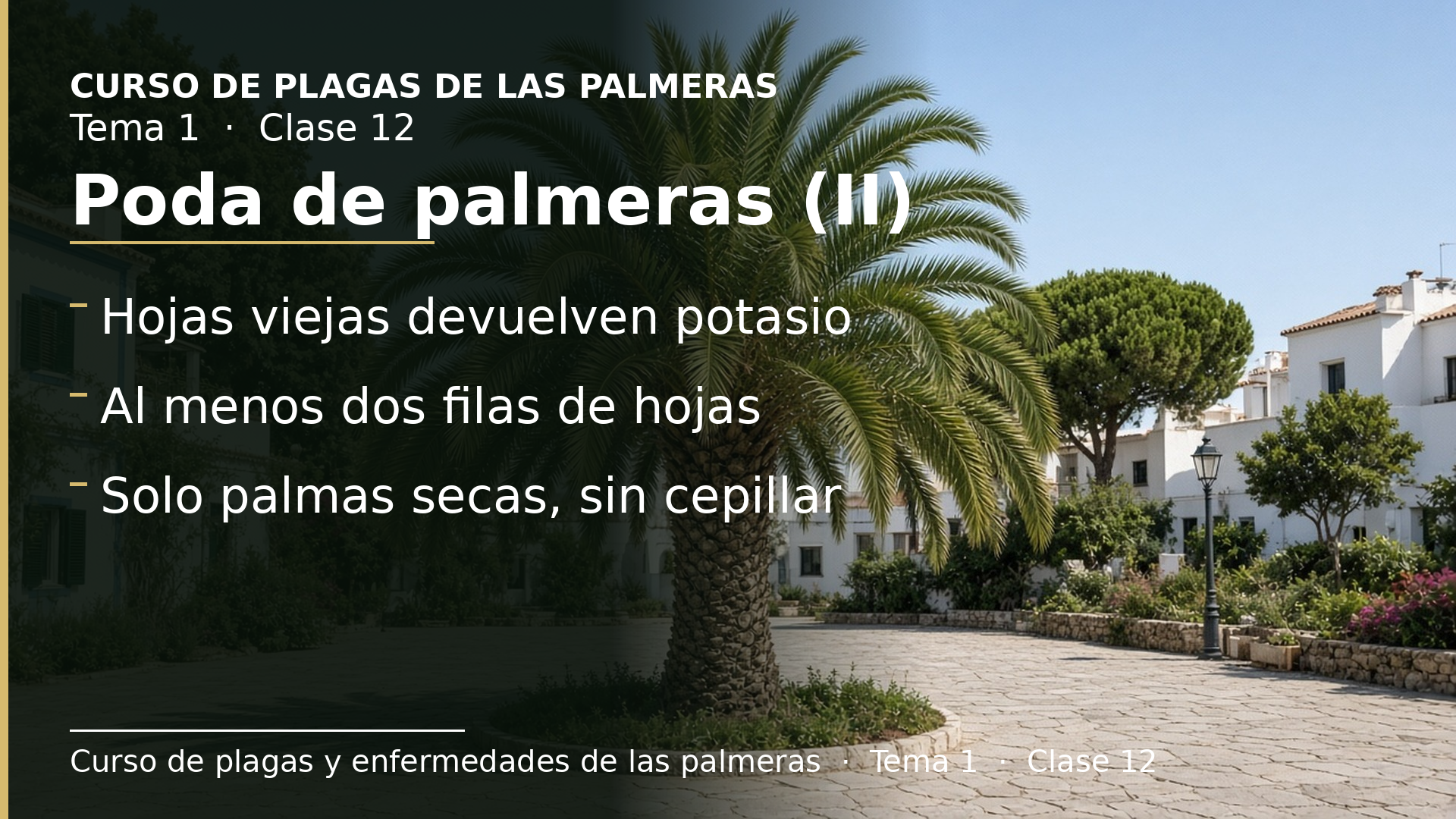 Diapositiva de la clase 12: La poda de palmeras (II): hojas viejas, potasio, reservas y buenas costumbres