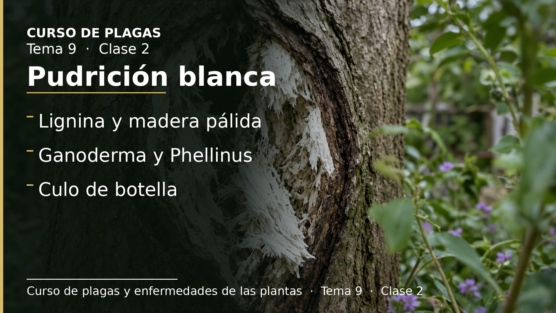 Diapositiva de la clase 2: Pudrición blanca