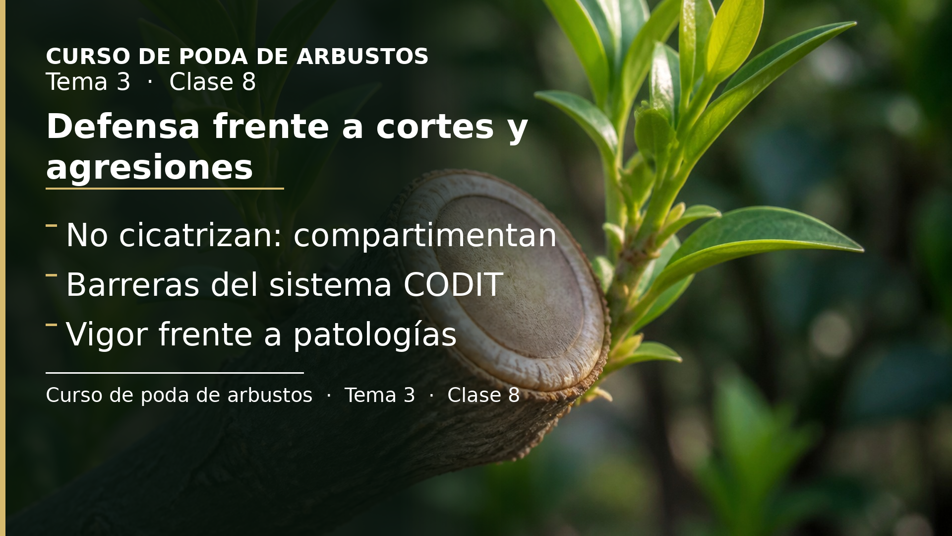 Diapositiva de la clase 8: Defensa frente a cortes y agresiones