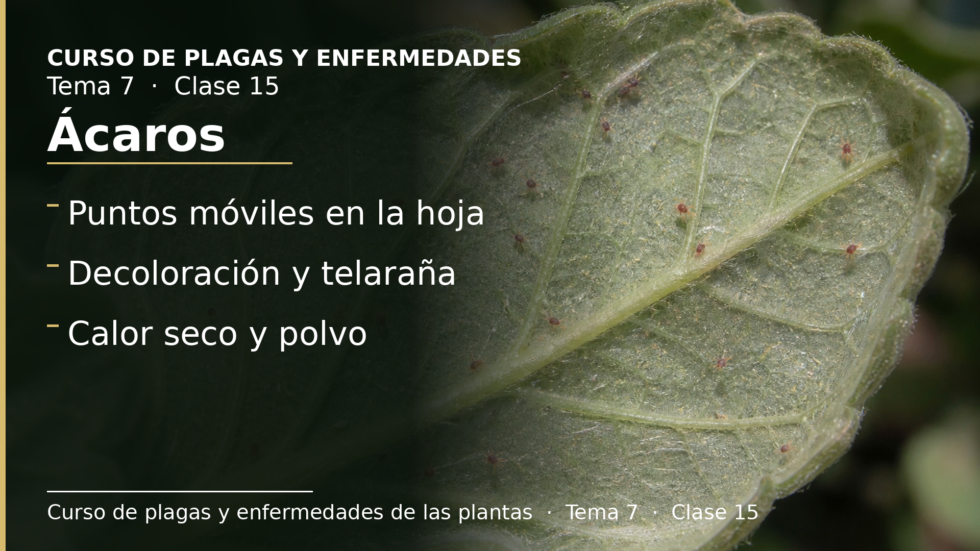 Diapositiva de la clase 15: Ácaros