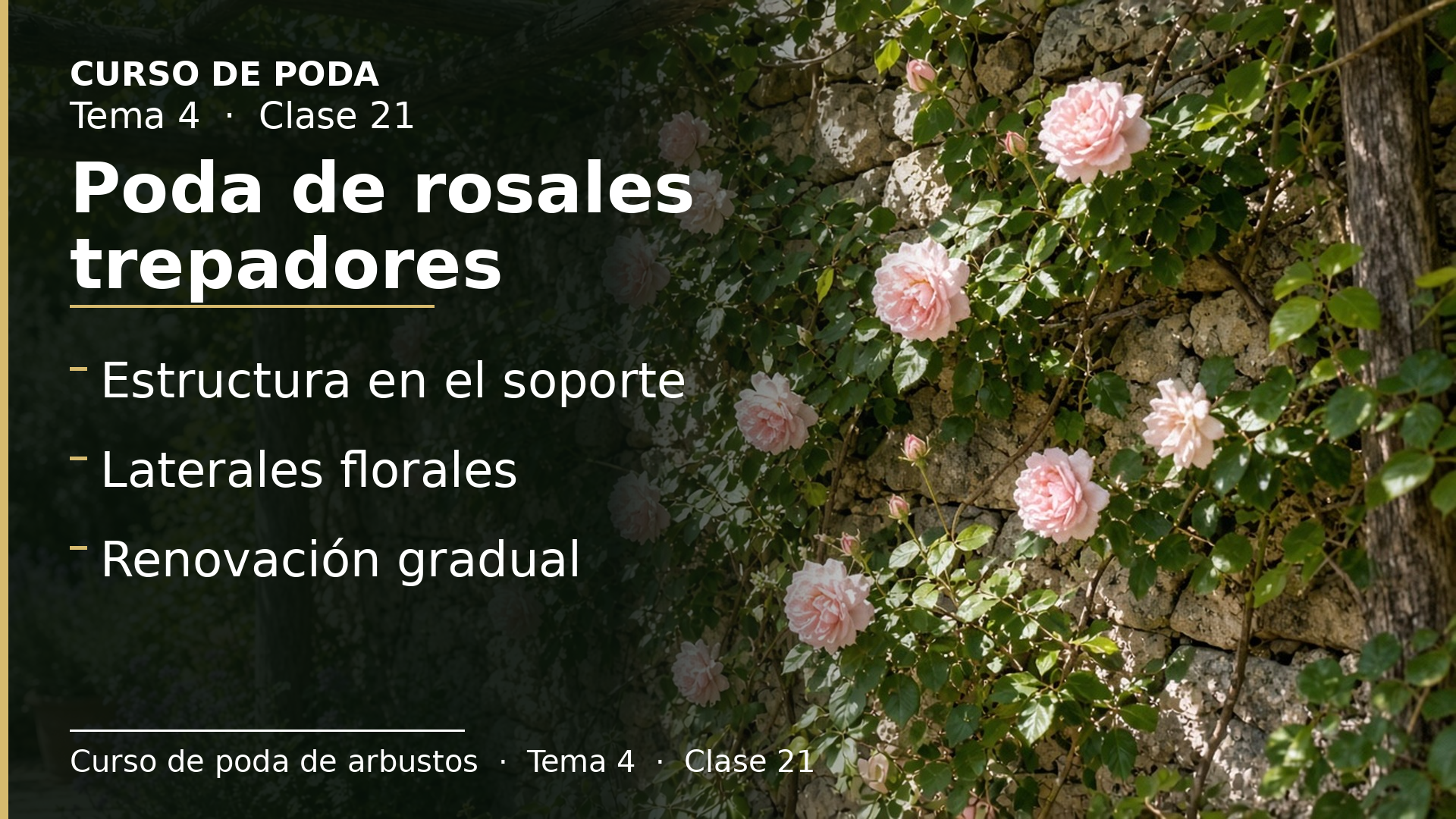 Diapositiva de la clase 21: Poda de rosales trepadores