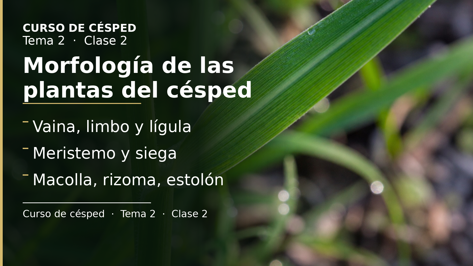Diapositiva de la clase 2: Morfología de las plantas formadoras de césped