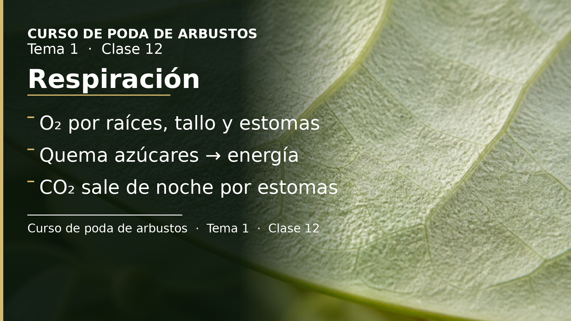 Diapositiva de la clase 12: Respiración