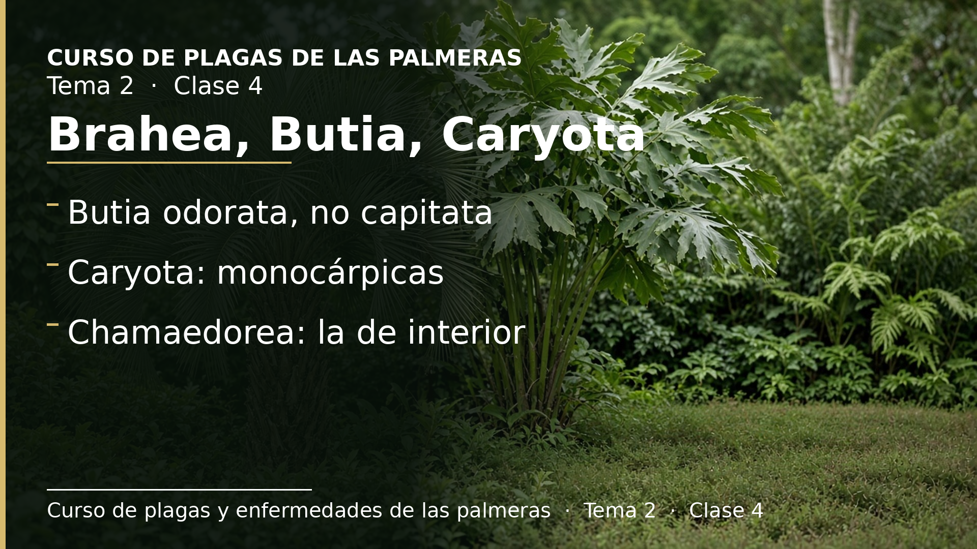 Diapositiva de la clase 4: Brahea edulis, Butia, las Caryota y la Chamaedorea