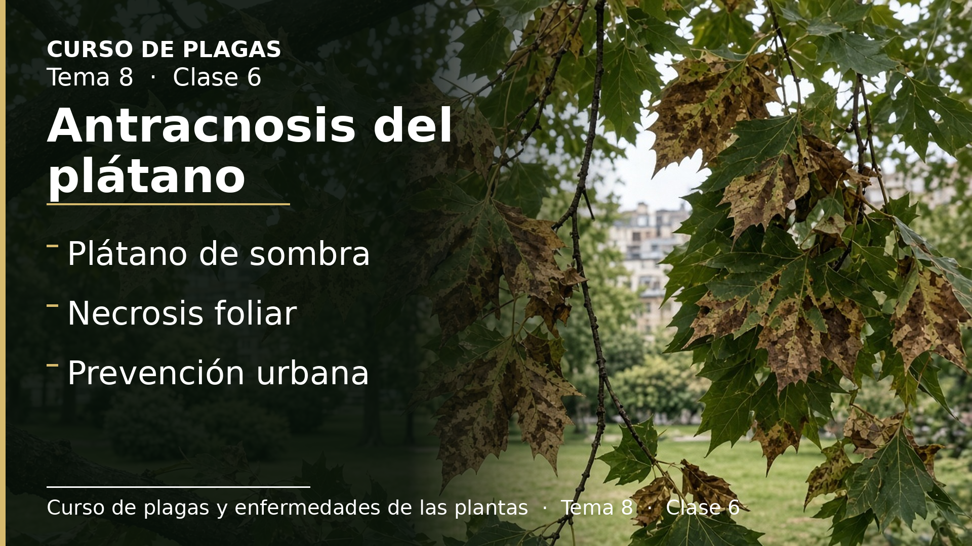 Diapositiva de la clase 6: Antracnosis del plátano