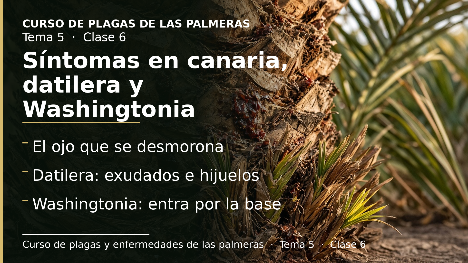 Diapositiva de la clase 6: Síntomas en canaria (II), datilera y Washingtonia