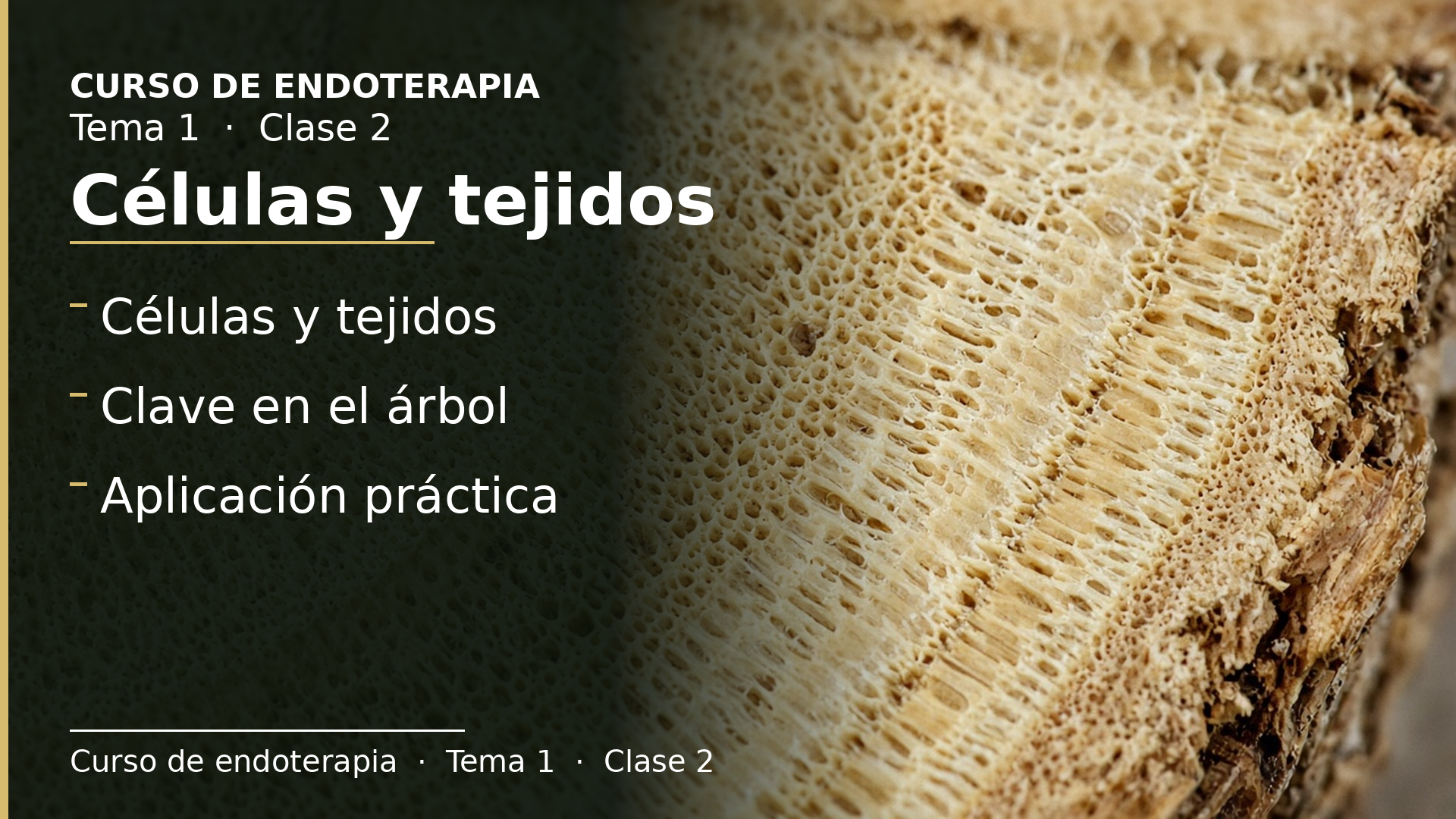 Diapositiva de la clase 2: Células y tejidos