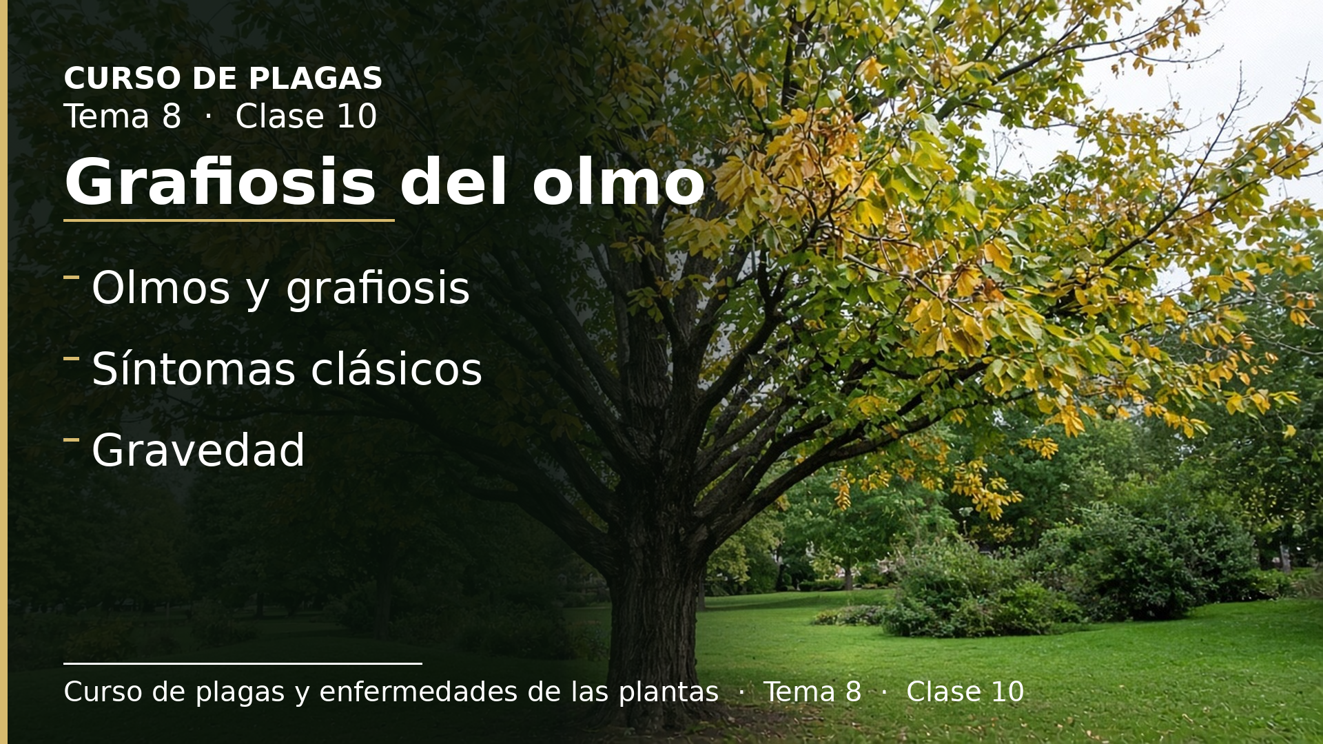 Diapositiva de la clase 10: Grafiosis del olmo