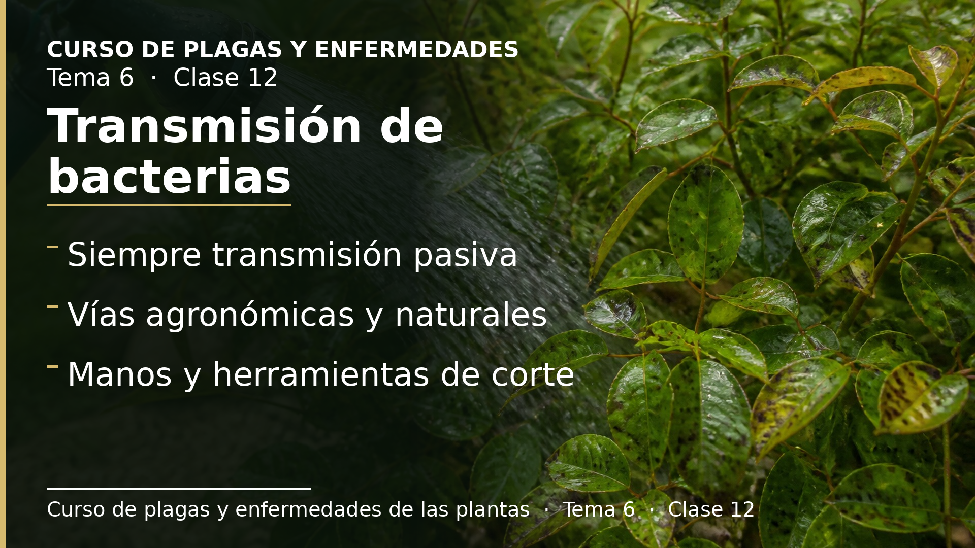 Diapositiva de la clase 12: Transmisión de bacterias