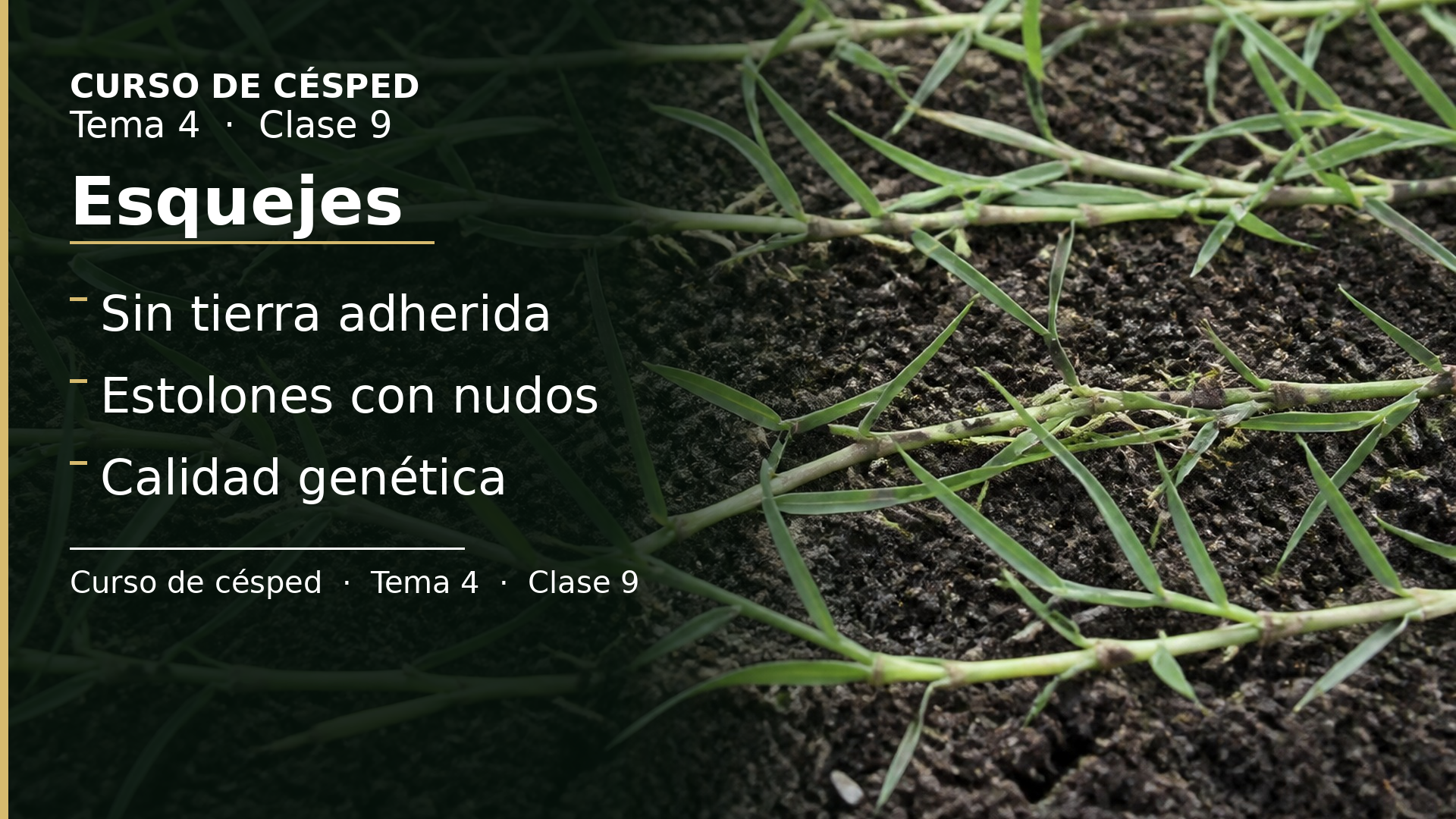 Diapositiva de la clase 9: Esquejes