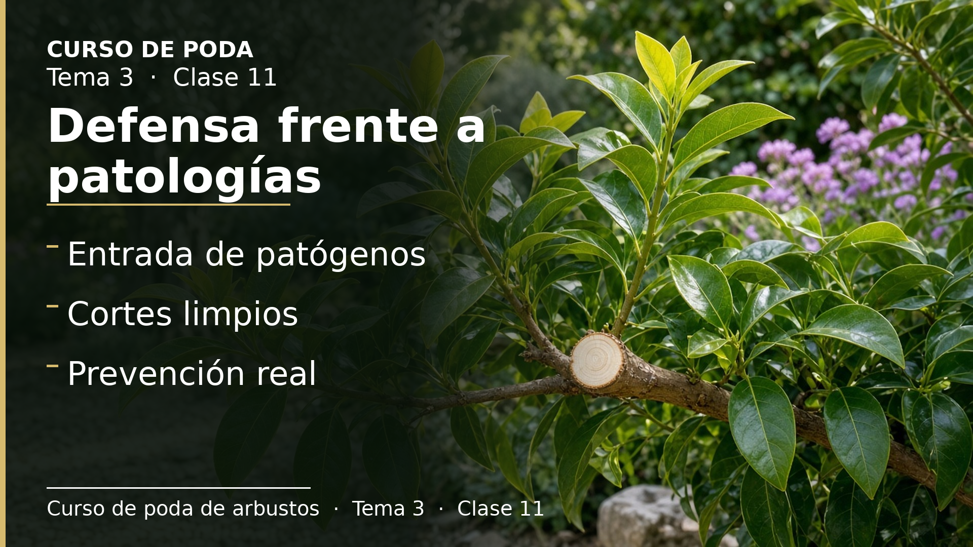 Diapositiva de la clase 11: Defensa frente a patologías