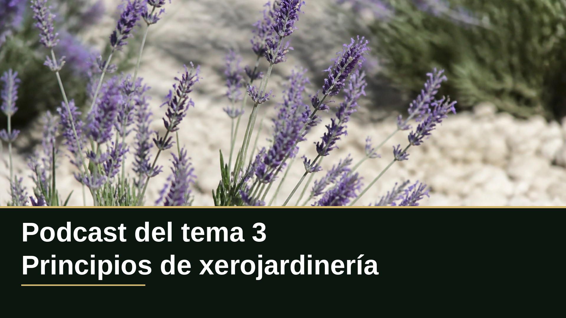 Diapositiva del resumen: Podcast del tema 3 · Principios de xerojardinería