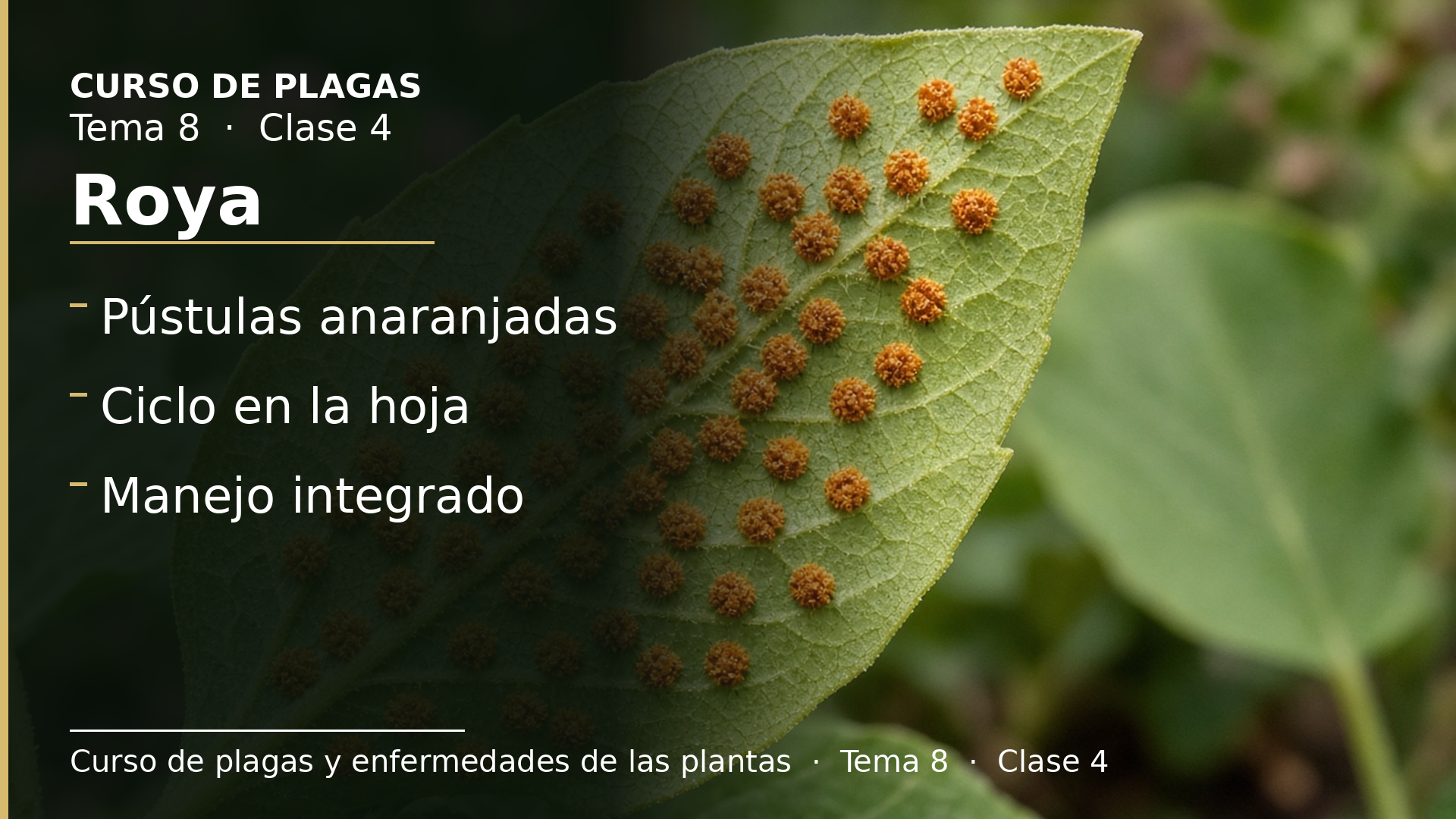 Diapositiva de la clase 4: Roya