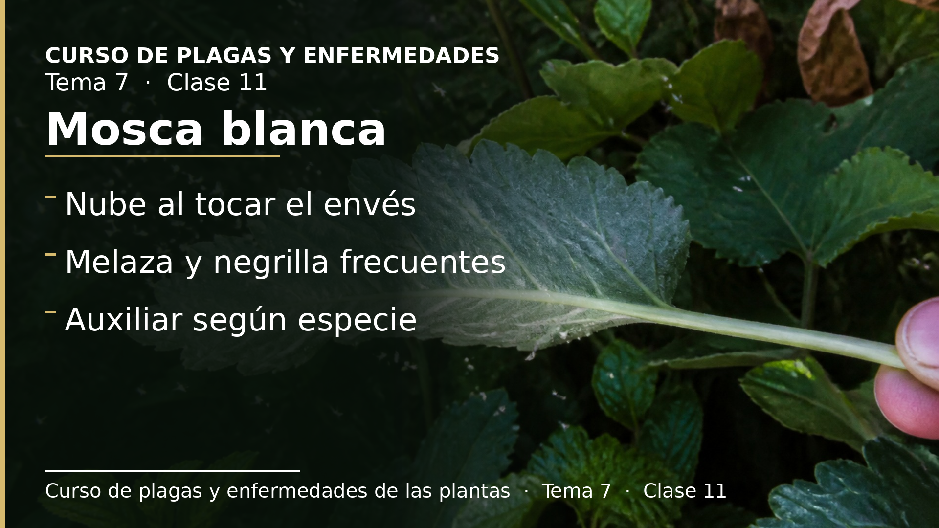 Diapositiva de la clase 11: Mosca blanca