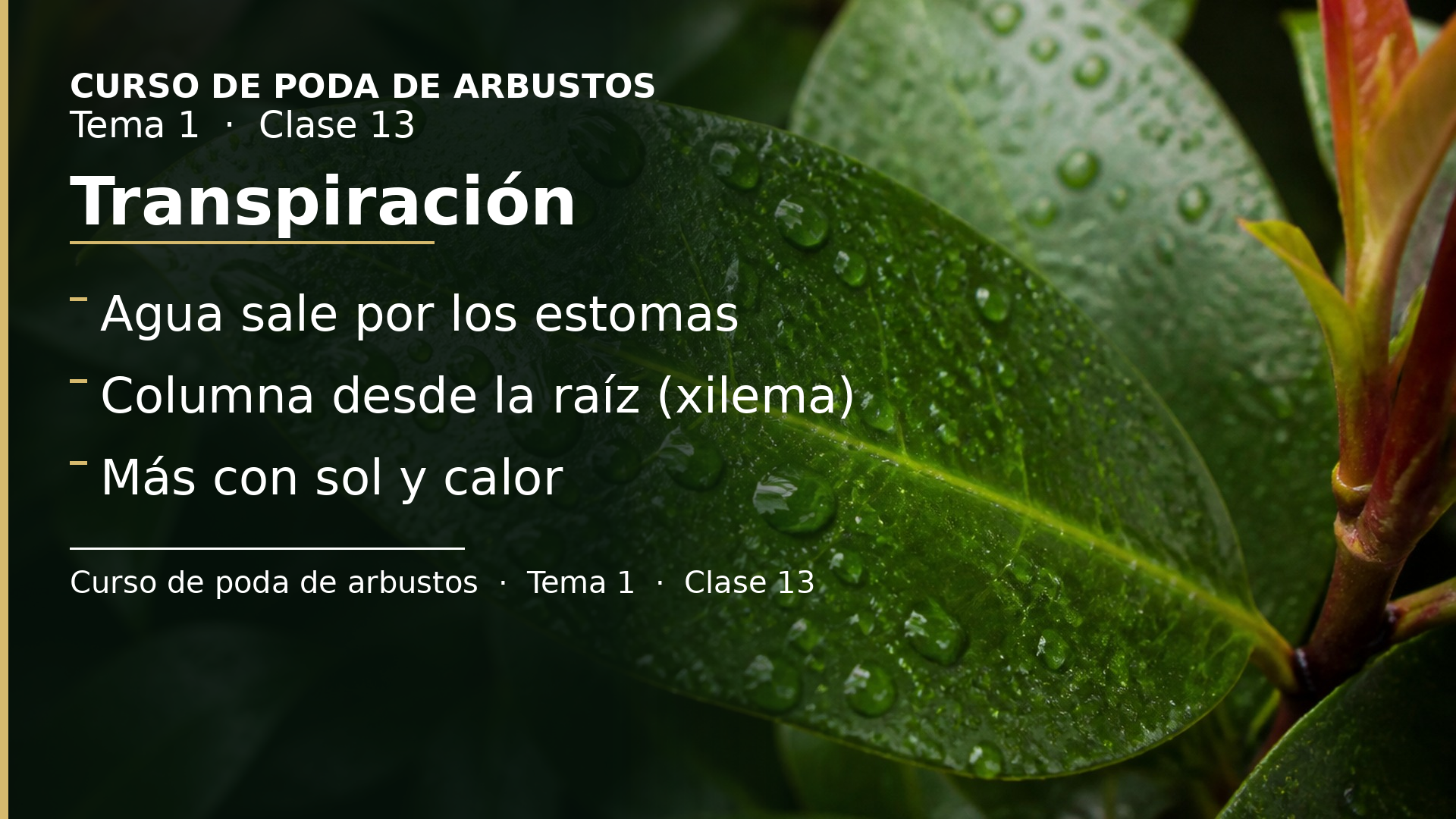 Diapositiva de la clase 13: Transpiración