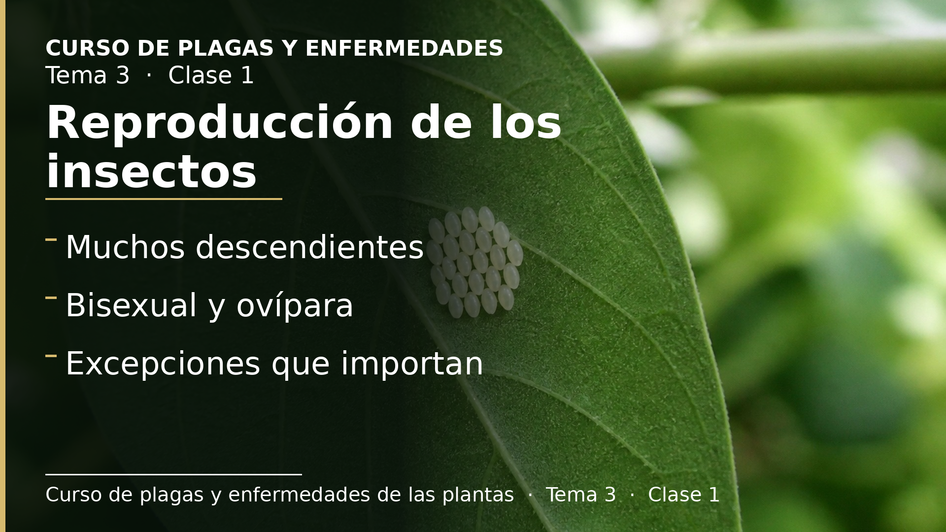 Diapositiva de la clase 1: La reproducción de los insectos