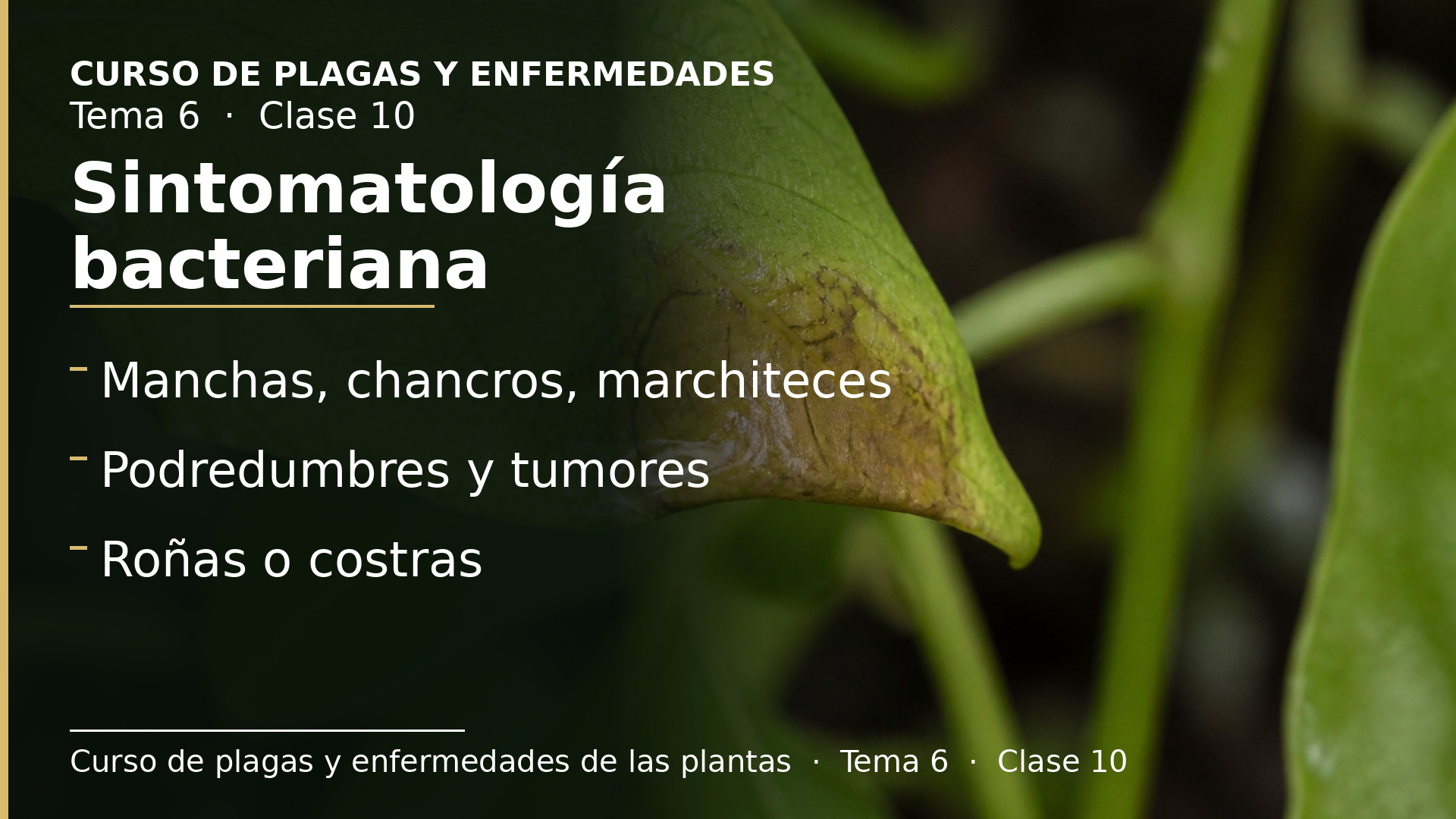 Diapositiva de la clase 10: Sintomatología de las bacterias