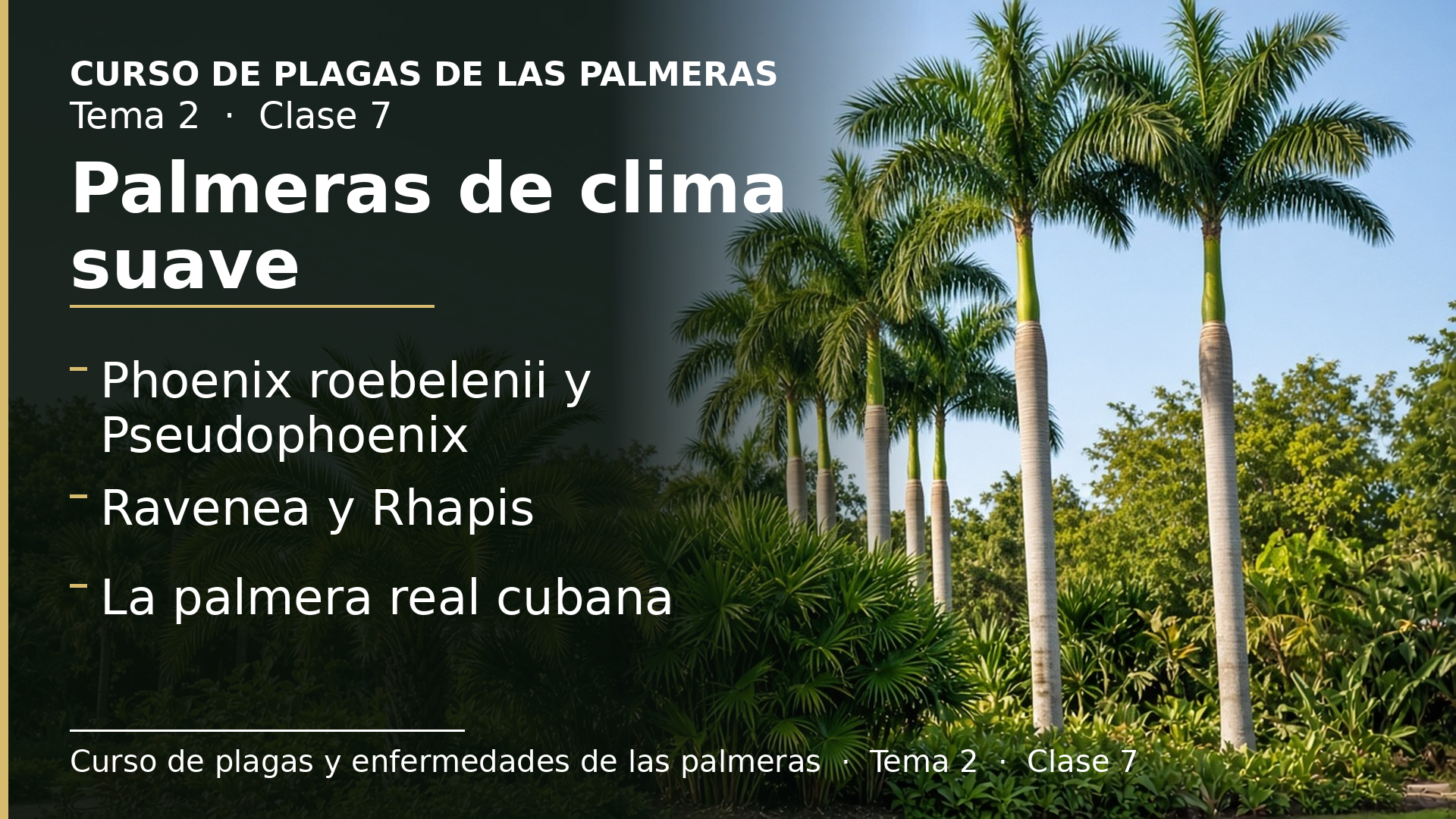 Diapositiva de la clase 7: Palmeras de clima suave: Phoenix roebelenii, Pseudophoenix, Ravenea, Rhapis y Roystonea