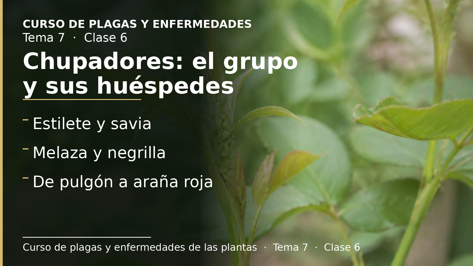 Diapositiva de la clase 6: Chupadores: el grupo y sus plantas preferidas