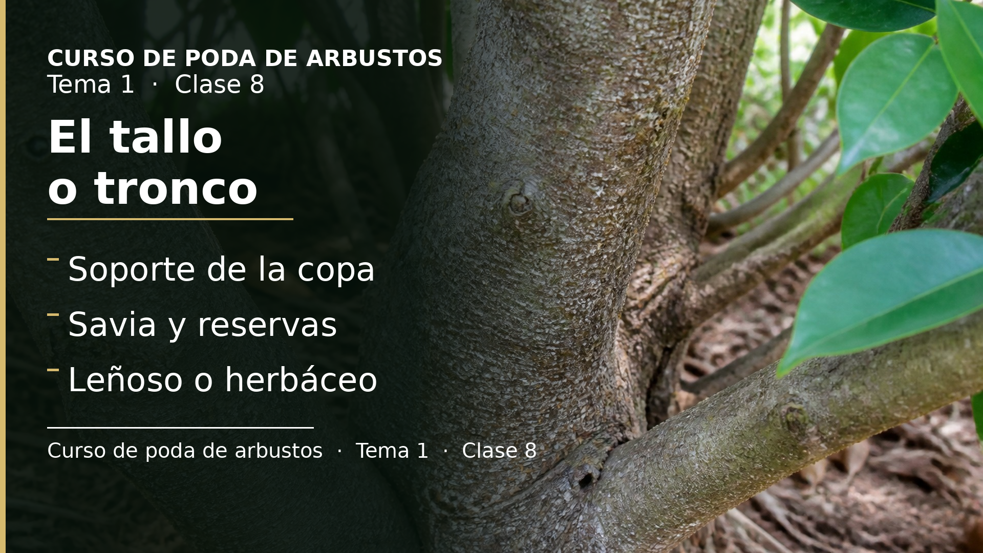 Diapositiva de la clase 8: El tallo o tronco