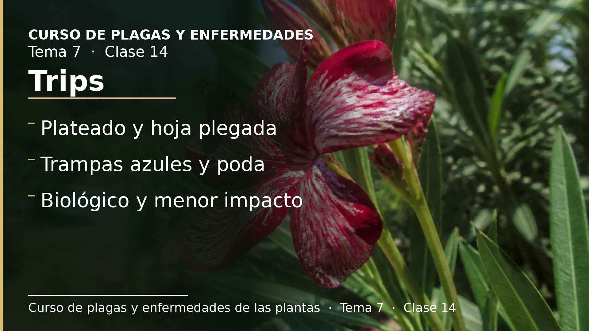 Diapositiva de la clase 14: Trips