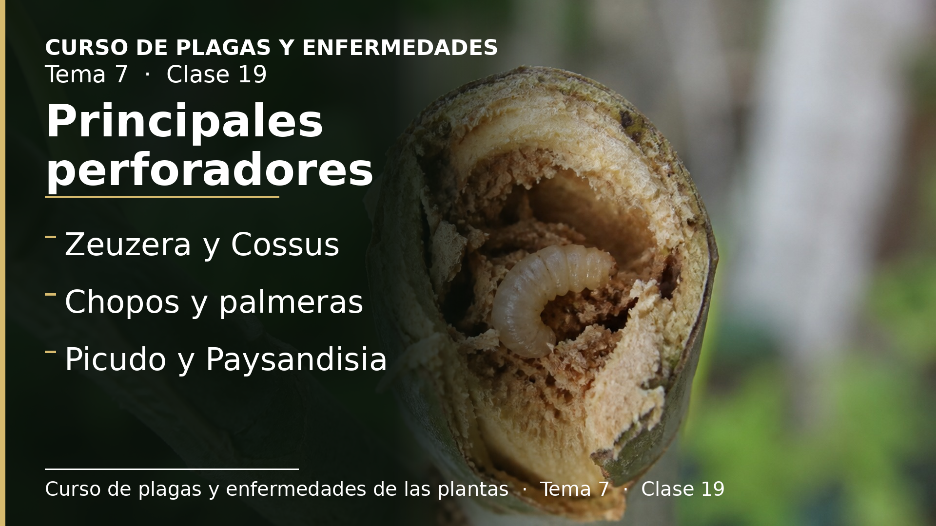 Diapositiva de la clase 19: Principales perforadores