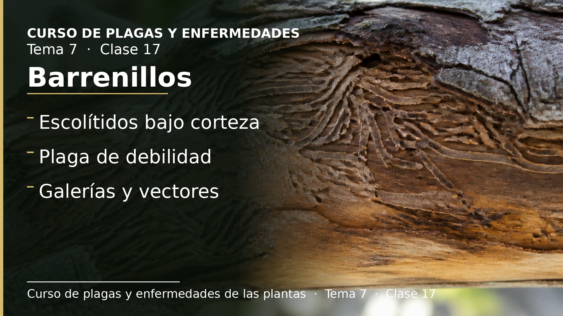 Diapositiva de la clase 17: Barrenillos