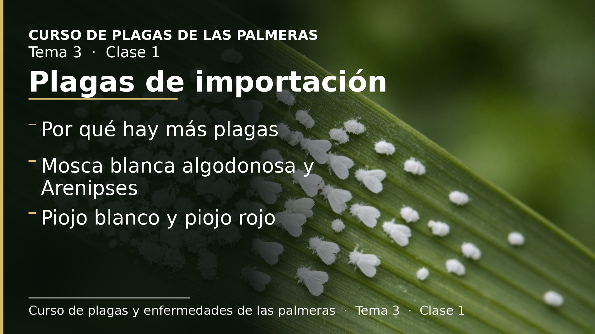 Diapositiva de la clase 1: Plagas de importación: mosca blanca algodonosa, Arenipses y los piojos blanco y rojo