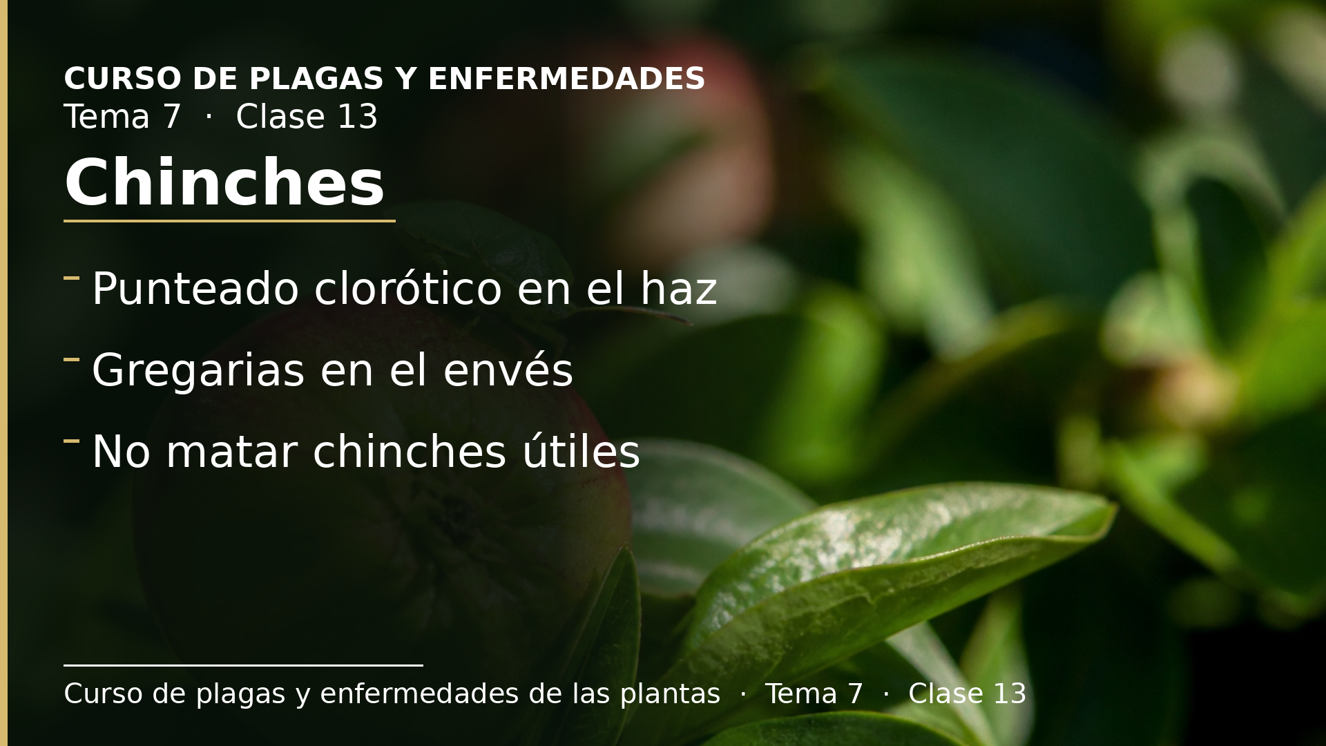 Diapositiva de la clase 13: Chinches