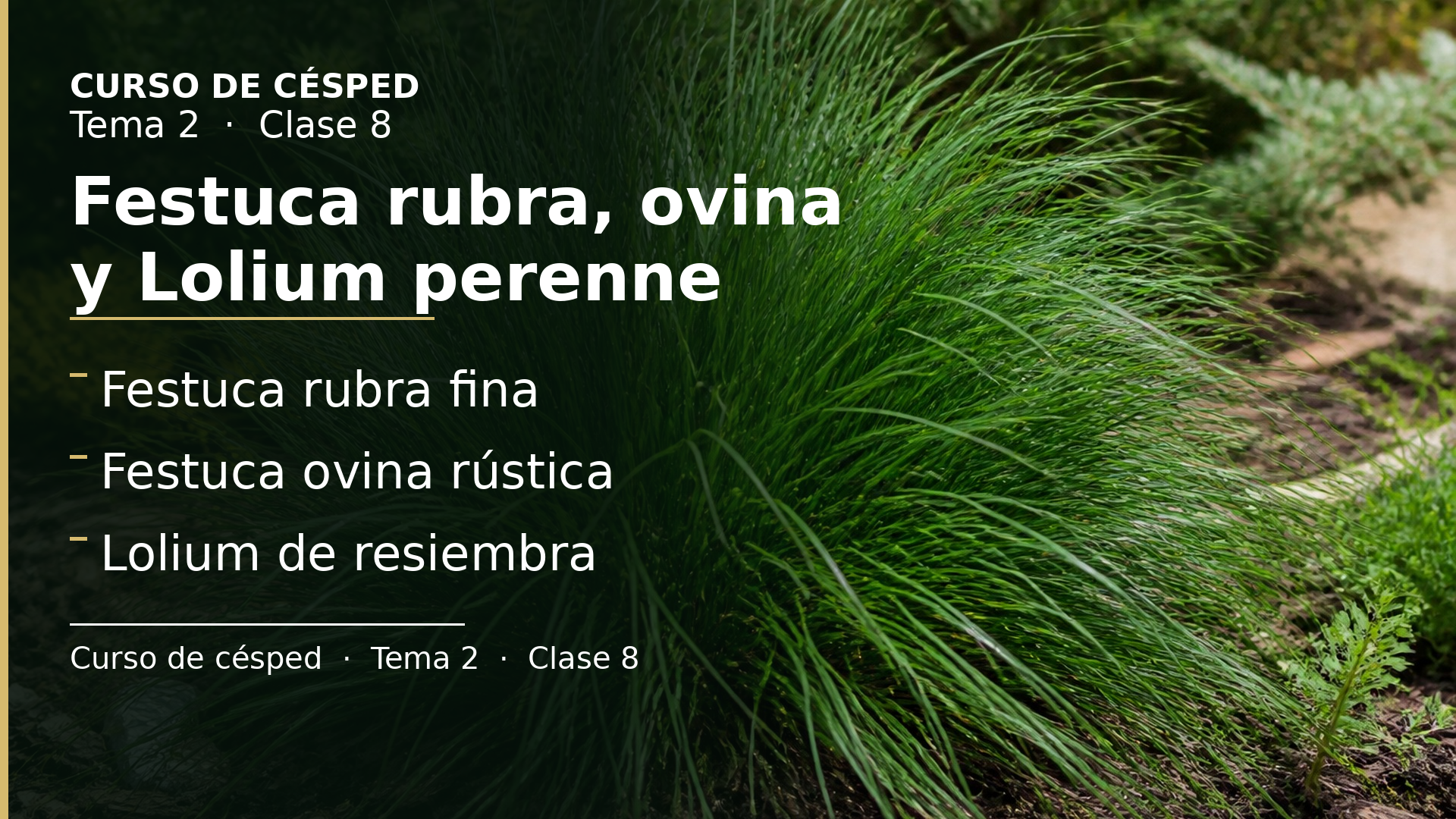 Diapositiva de la clase 8: Festuca rubra, Festuca ovina y Lolium perenne