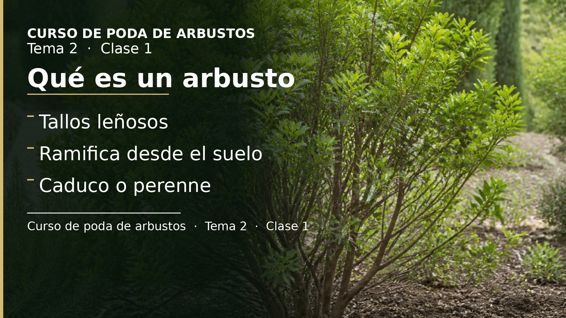 Diapositiva de la clase 1: Qué es un arbusto