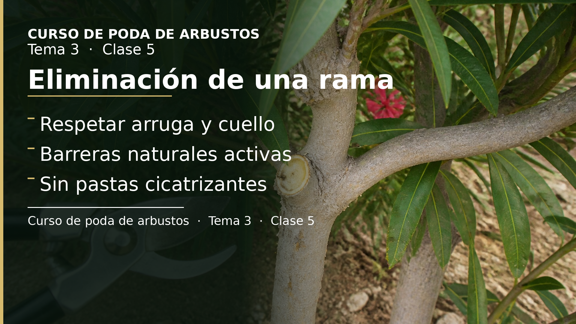 Diapositiva de la clase 5: Eliminación de una rama