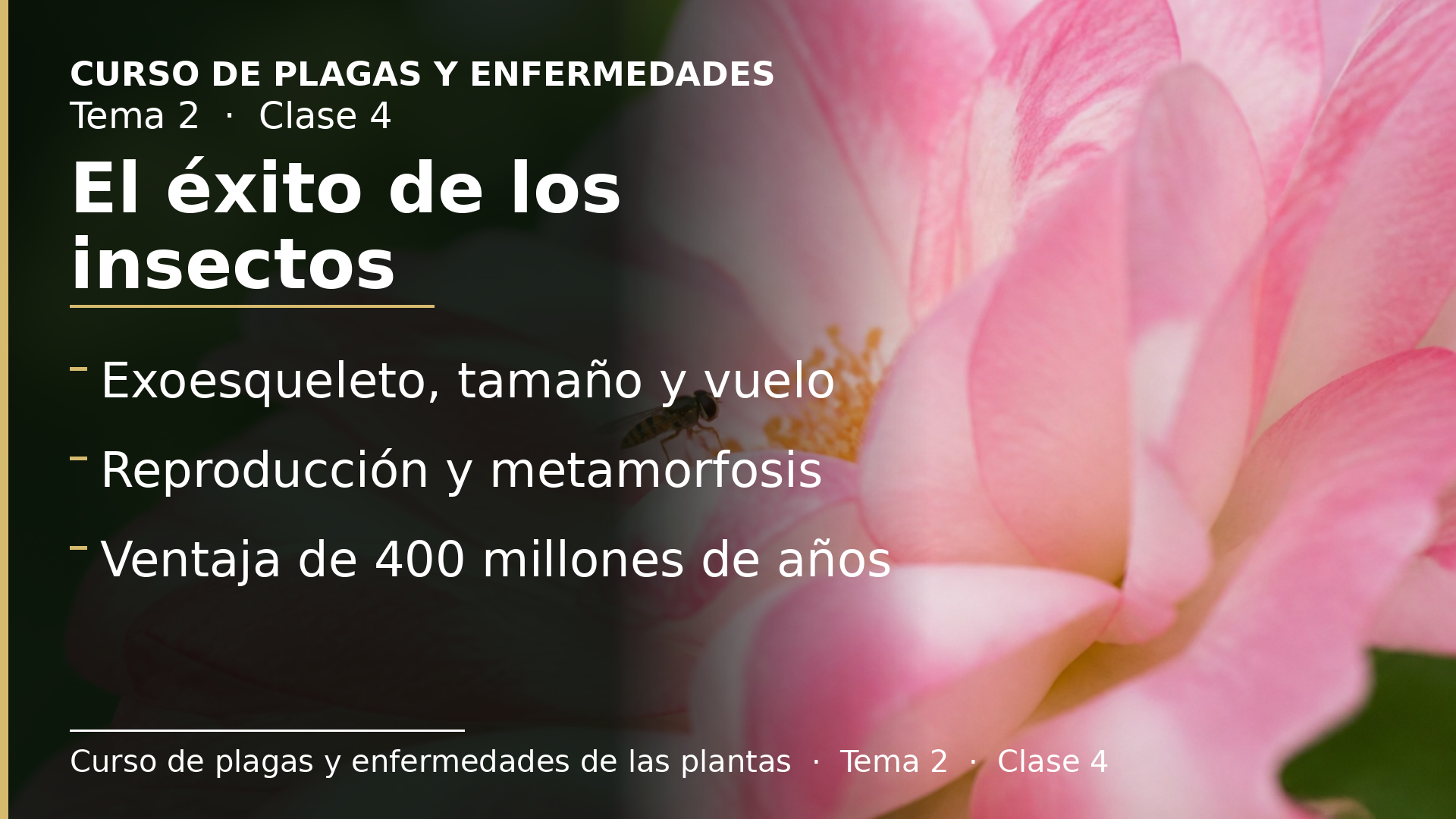 Diapositiva de la clase 4: Razones del éxito de los insectos