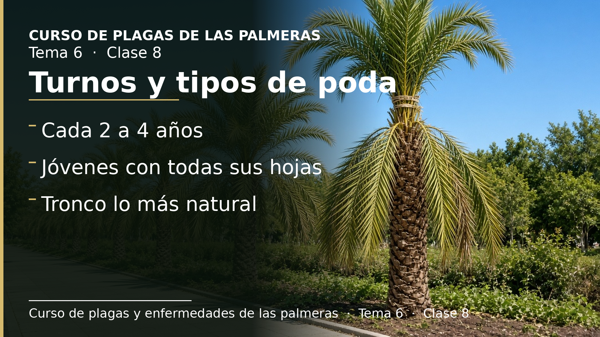 Diapositiva de la clase 8: Turnos de poda, palmeras jóvenes, poda de mantenimiento y del estípite