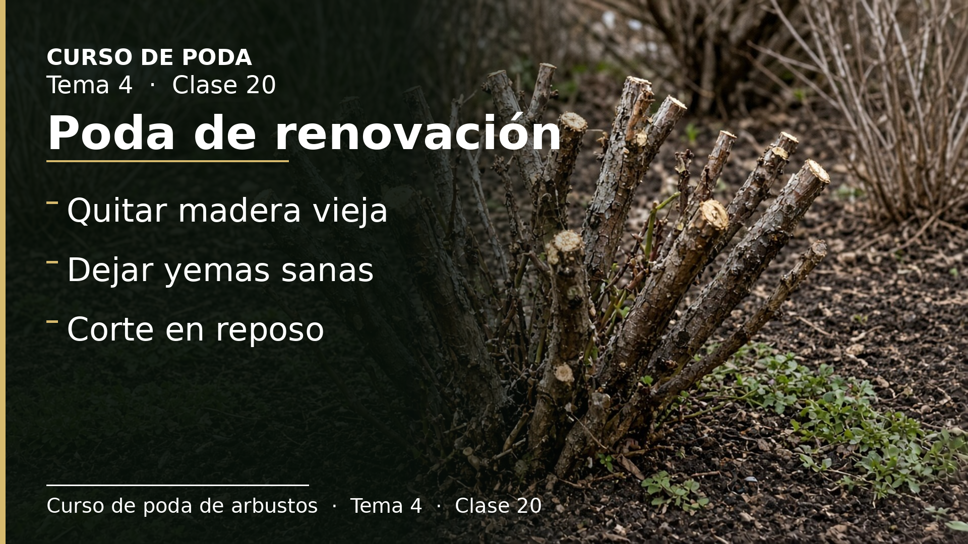 Diapositiva de la clase 20: Poda de renovación de rosales