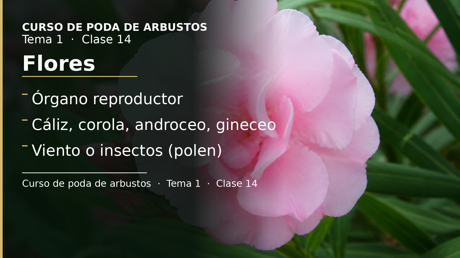 Diapositiva de la clase 14: Flores