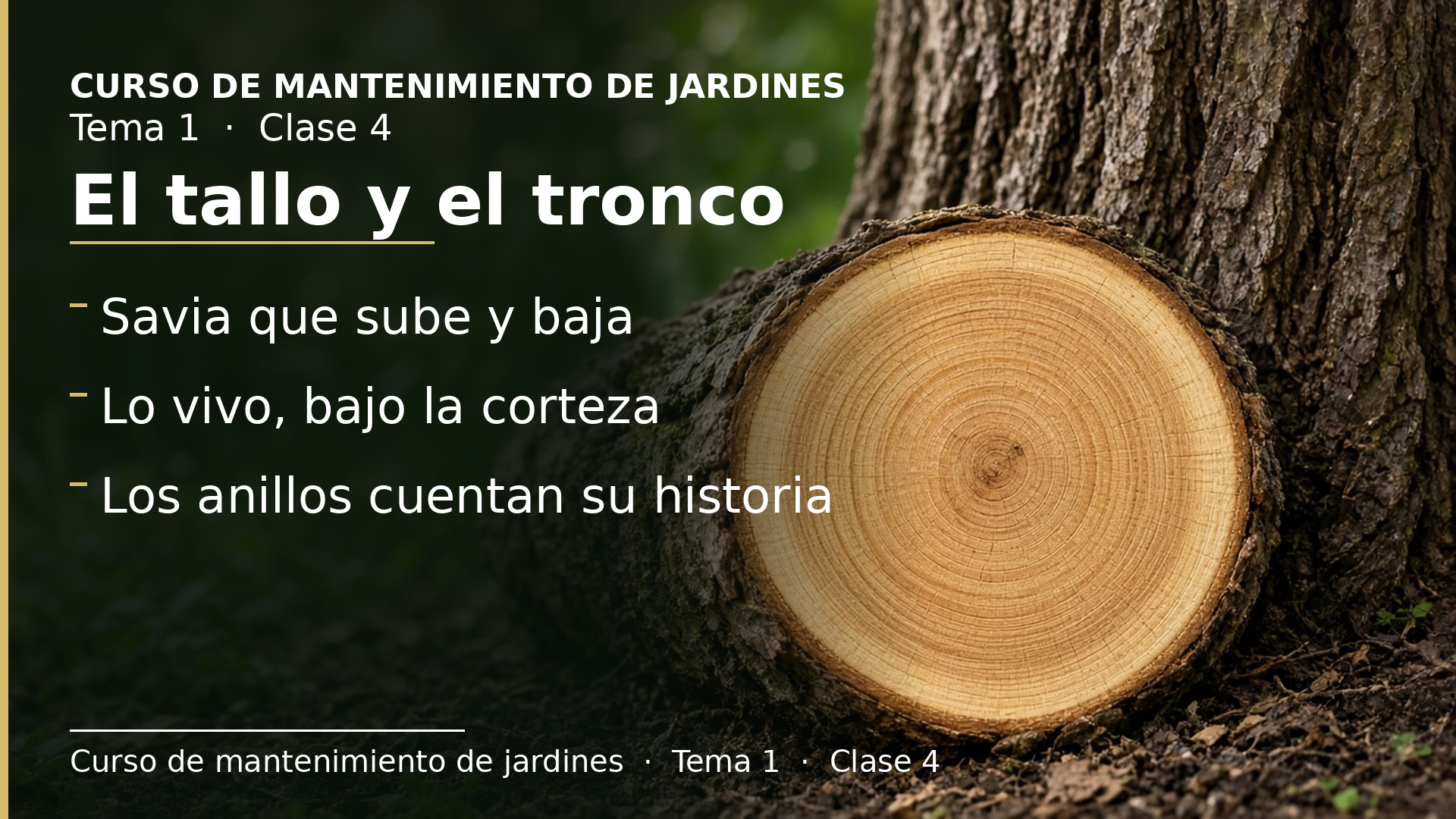 Diapositiva de la clase 4: El tallo y el tronco: savia, madera y anillos