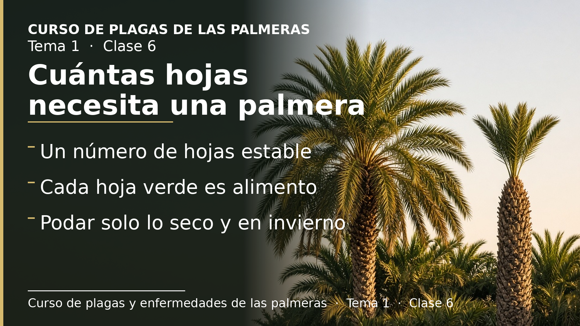 Diapositiva de la clase 6: Cuántas hojas necesita una palmera y por qué podar de más la debilita