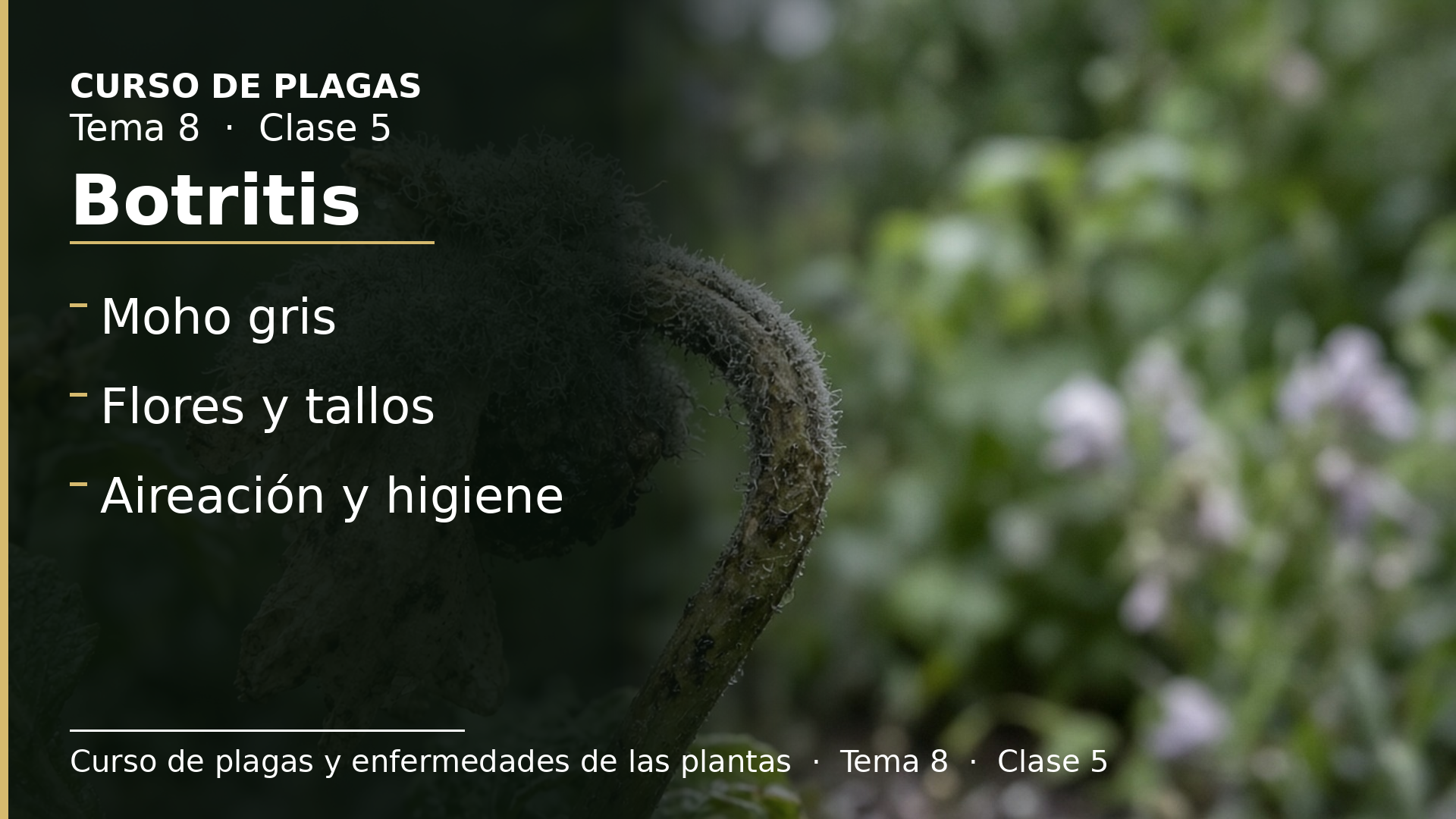 Diapositiva de la clase 5: Botritis