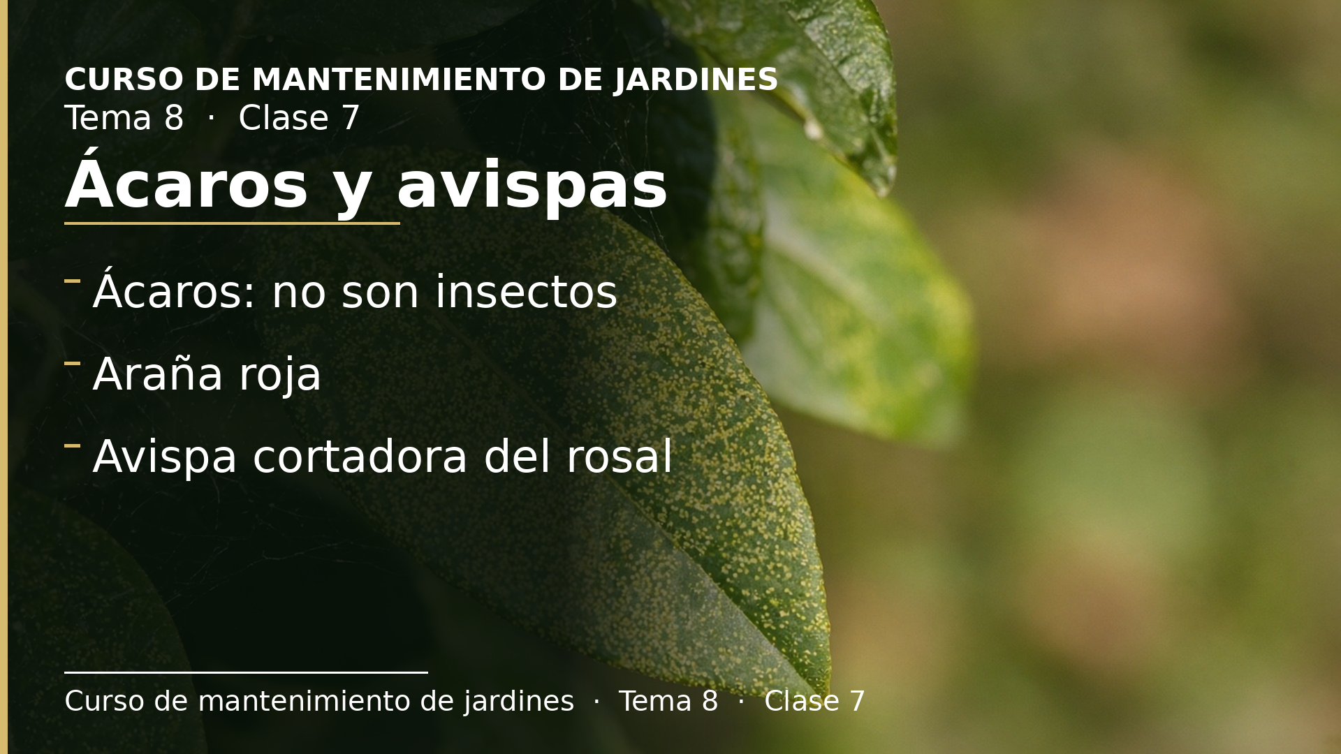 Diapositiva de la clase 7: Ácaros y avispas