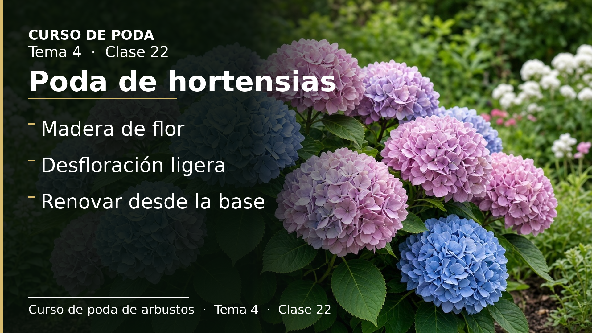 Diapositiva de la clase 22: Poda de hortensias