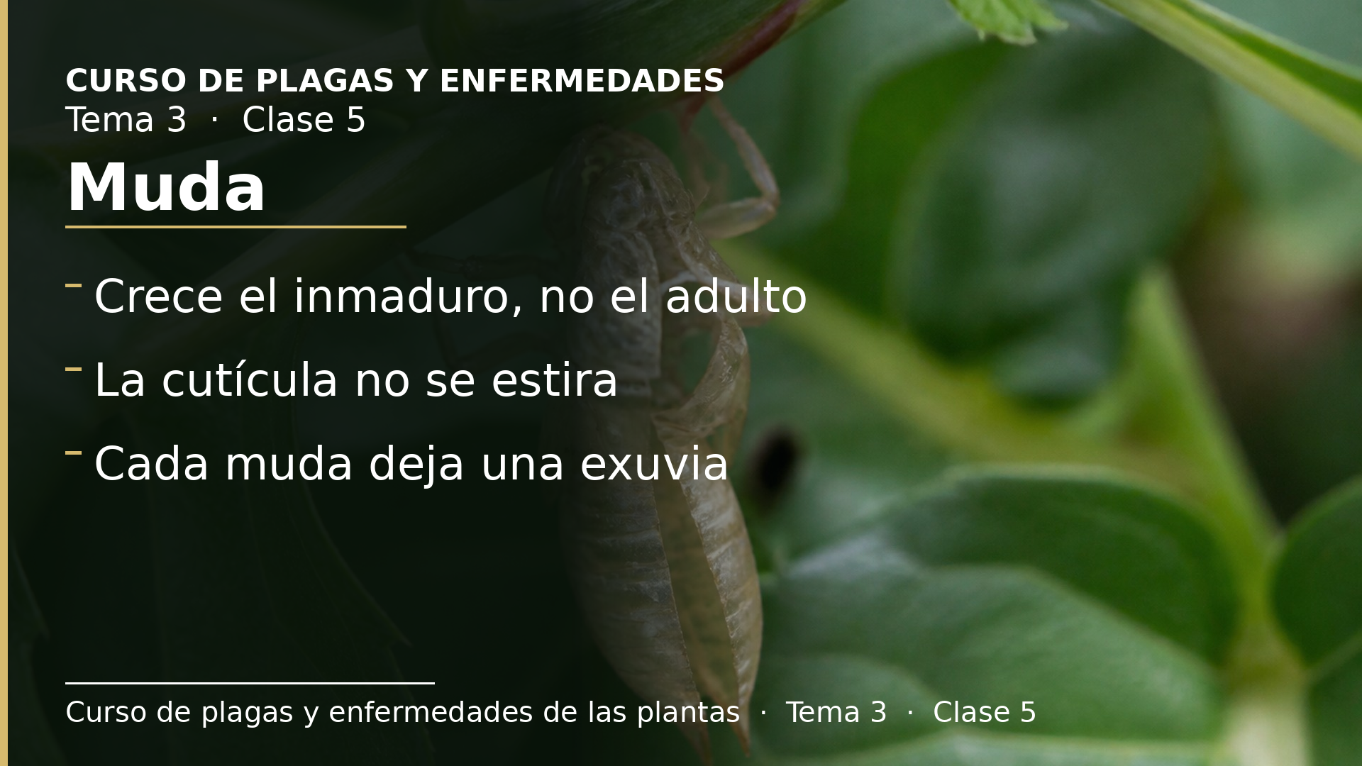 Diapositiva de la clase 5: Muda